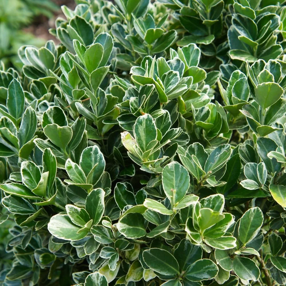 Euonymus japonicus 'Tom Thumb'-diacos-garden-nursery1.jpg