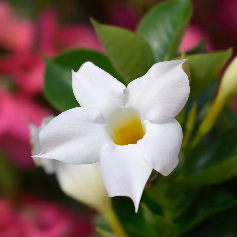 Mandevilla - Aloha Series (red, white and pink) diacos-garden-nursery5.jpg