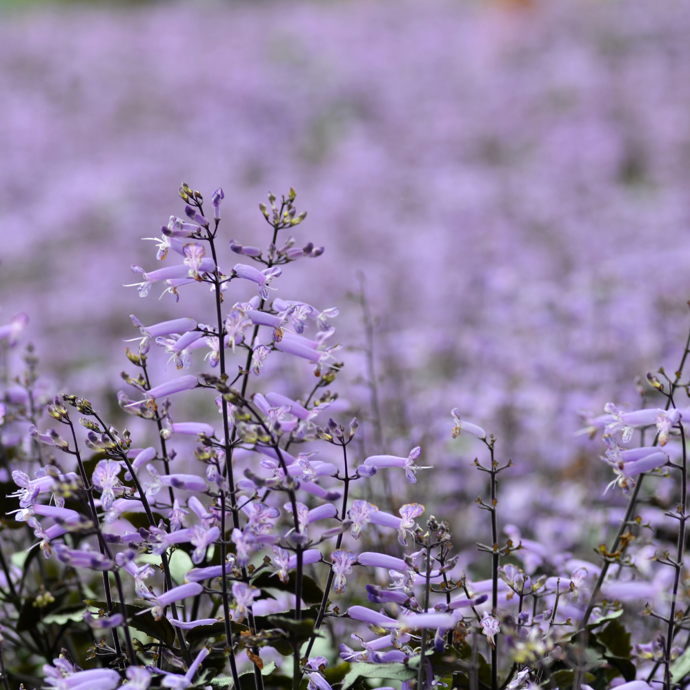 Pleatranthus Mona Lavender2.png