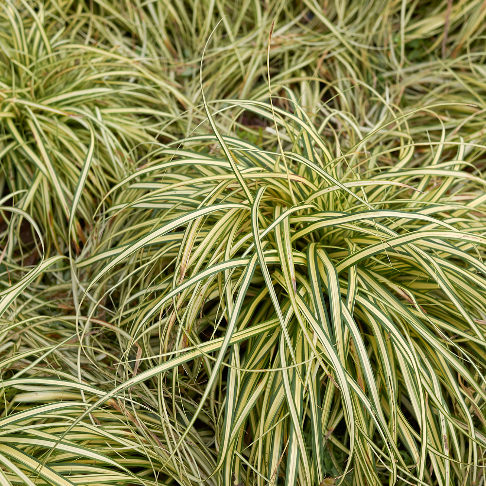 Carex albula frosted curls4.png