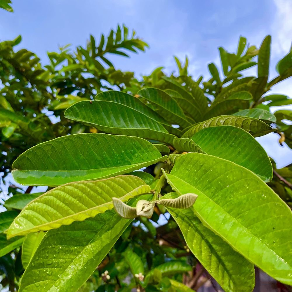 Indian Guava Plant Diacos Garden Nursery3.jpg