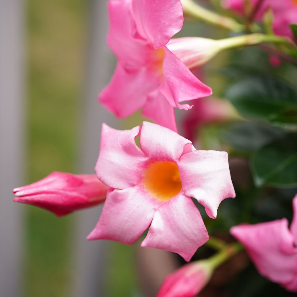 Mandevilla - Aloha Series (red, white and pink) diacos-garden-nursery3.jpg