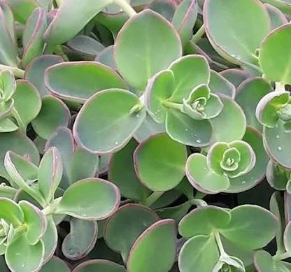 Sedum spurium 'Dragon's Blood' Diacos Garden Nursery6.JPG