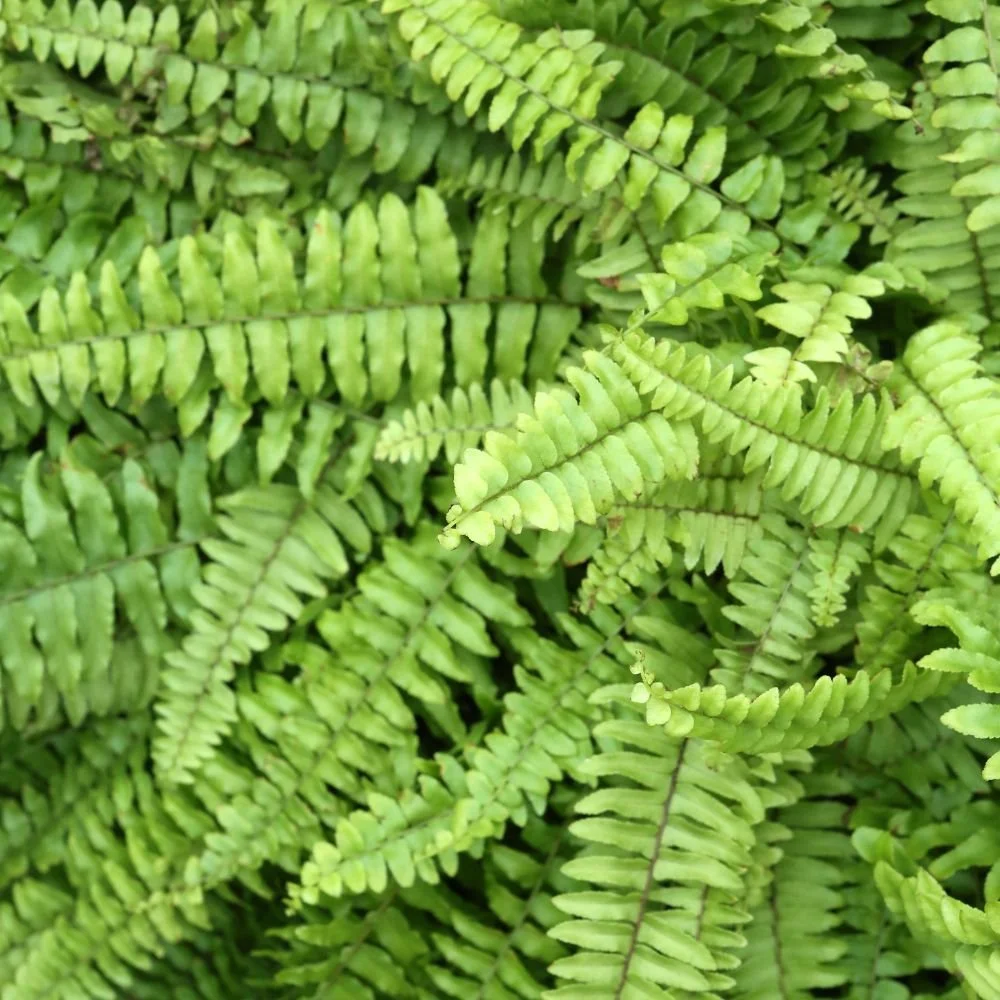 The Macho Fern (Nephrolepis)-diacos-garden-nursery1.jpg