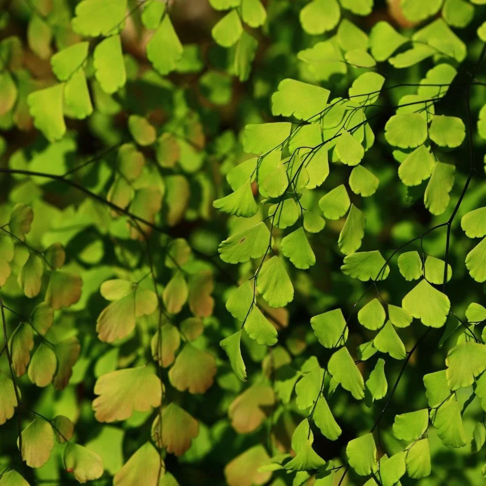Maidenhair Fern (Fragrans)-diacos-garden-nursery2.jpg