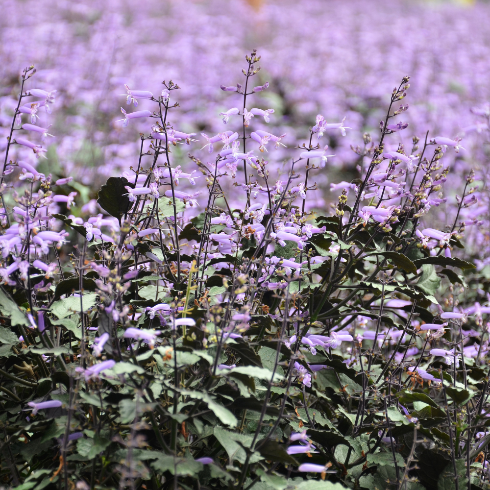 Pleatranthus Mona Lavender3.png