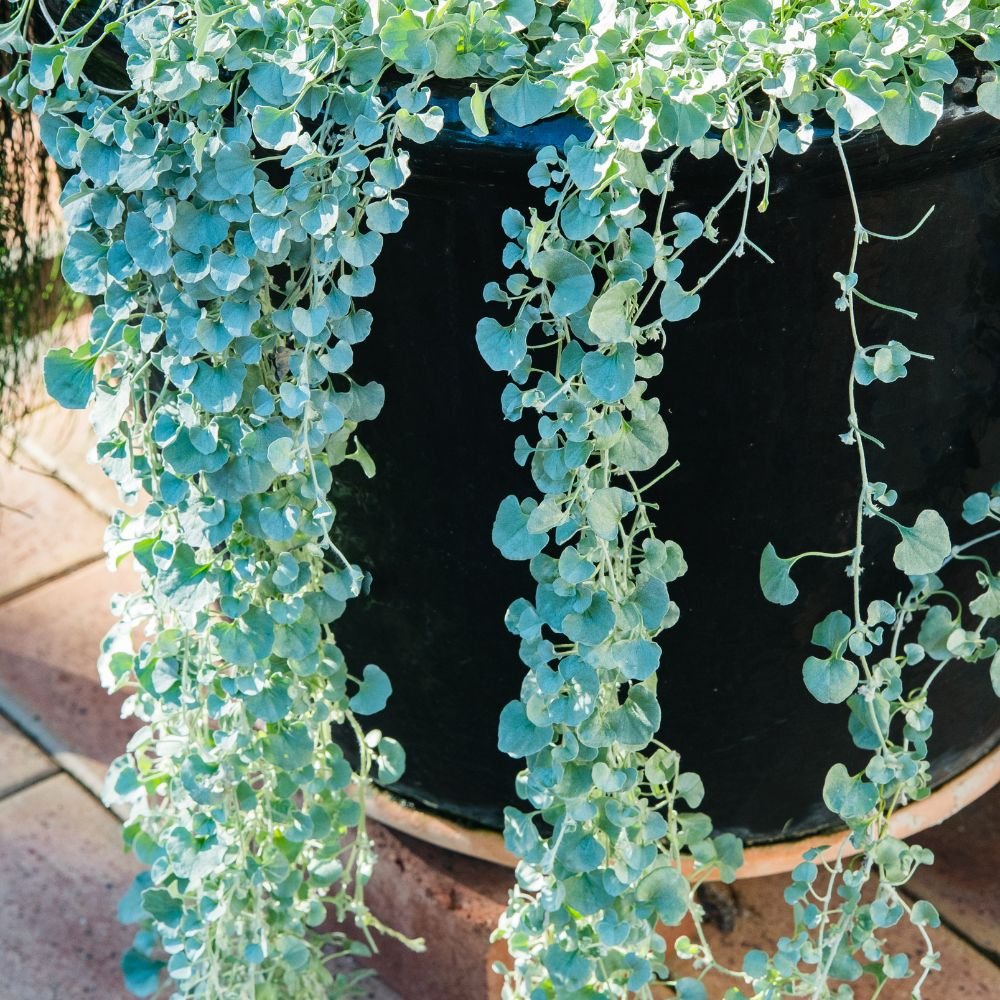 Dichondra Silver Falls-diacos-garden-nursery4.jpg
