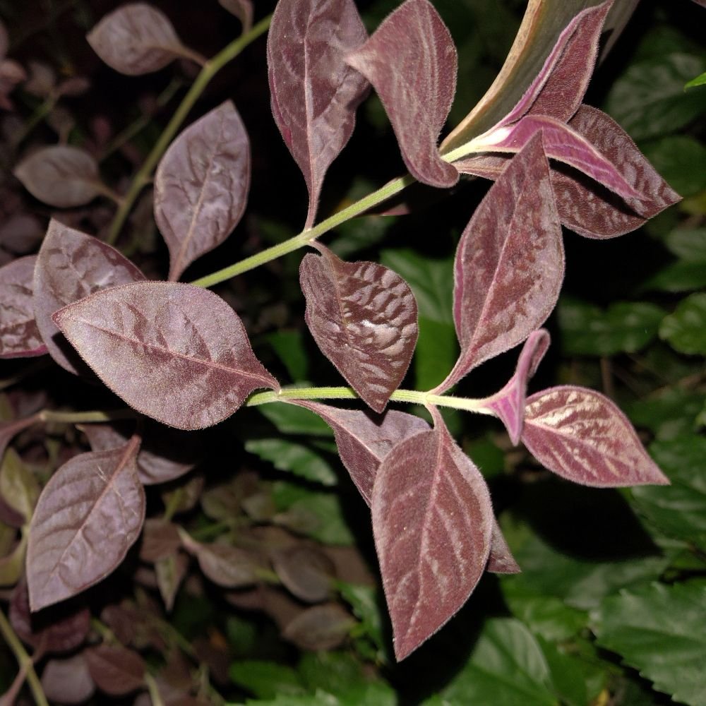 Alternanthera Little Ruby Diacos Garden Nursery1.jpg