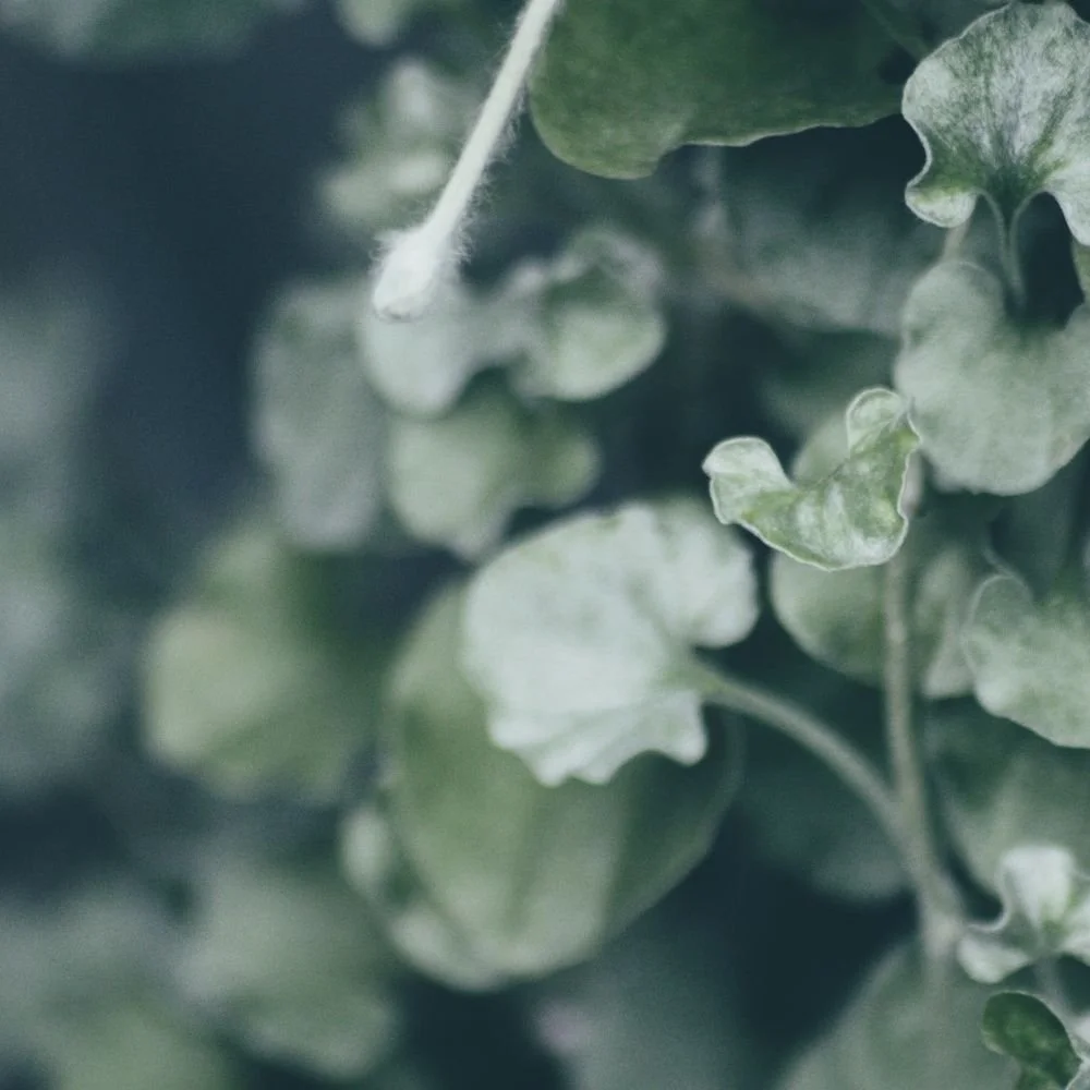 Dichondra Silver Falls-diacos-garden-nursery3.jpg