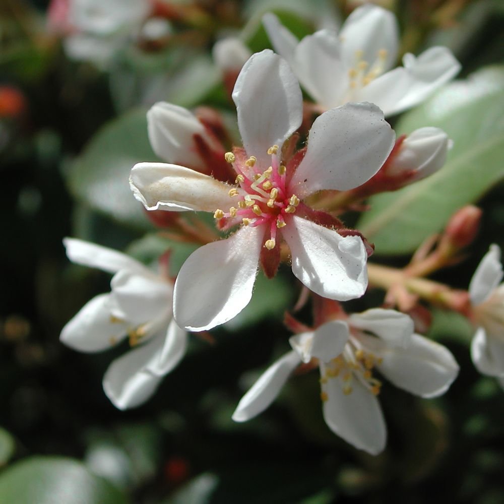 Rhaphiolepis indica 'Snow Maiden'-diacos-garden-nursery3.jpg