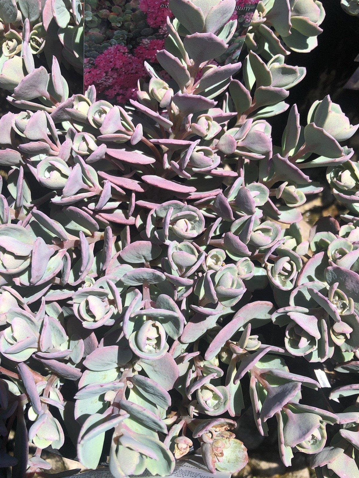 Sedum Rose Carpet