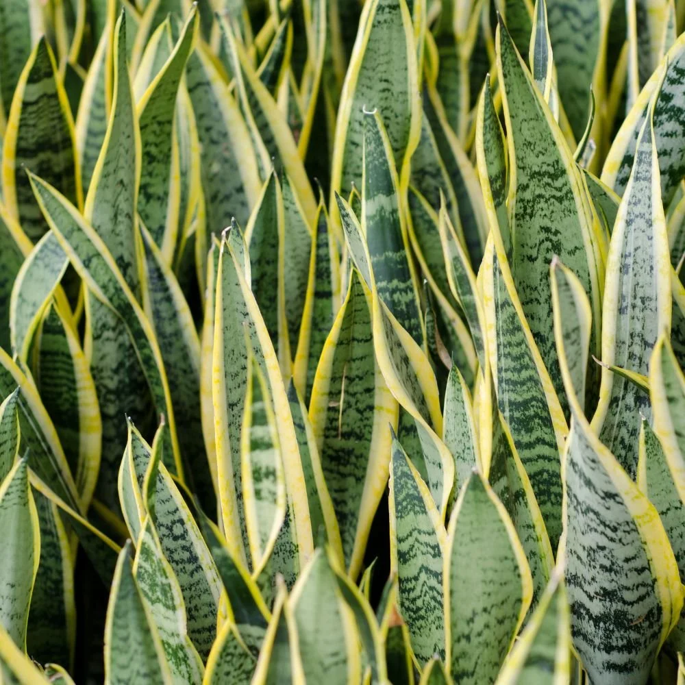 Sansevieria Mother In Law's Tongue-diacos-garden-nursery3.jpg