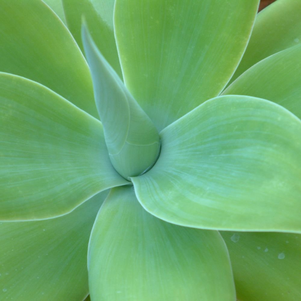 Agave Attenuata-diacos-garden-nursery5.jpg