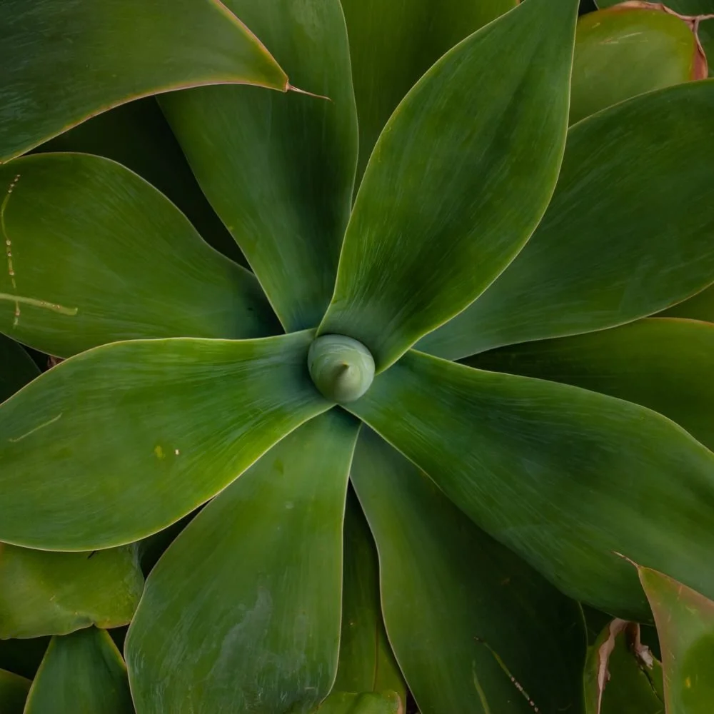 Agave Attenuata-diacos-garden-nursery1.jpg