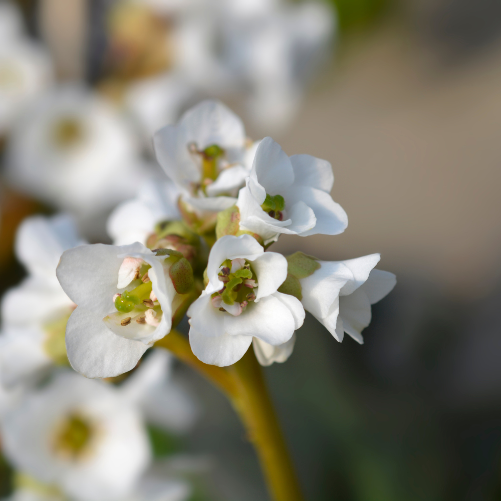 Bergenia Bressingham White1.png