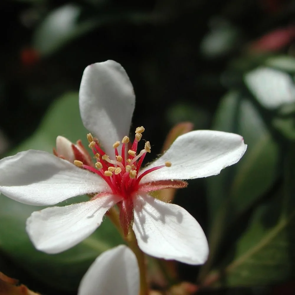 Rhaphiolepis indica 'Snow Maiden'-diacos-garden-nursery2.jpg