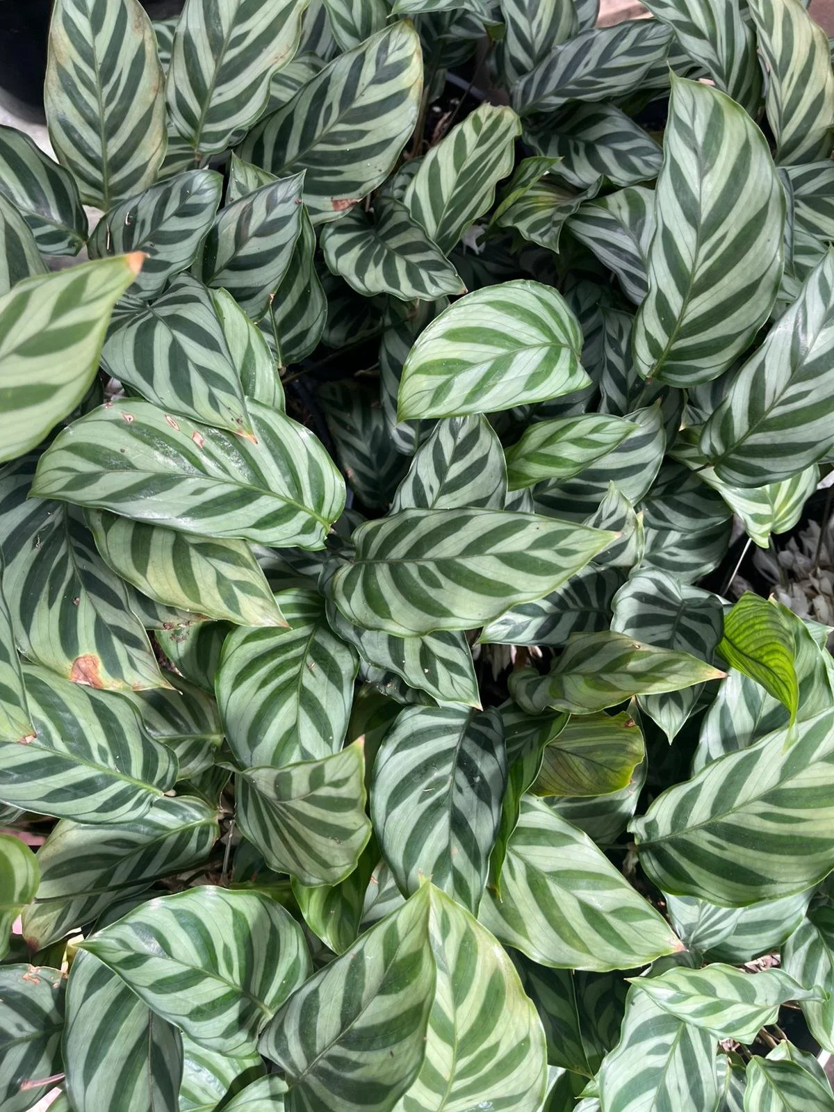 WhatsApp Image 2025-12-17 at 15.35.04.jpeg