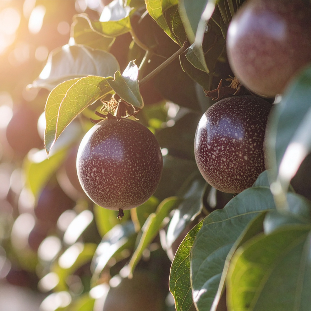 black-passionfruit-diacos-local-garden-nursery1.png