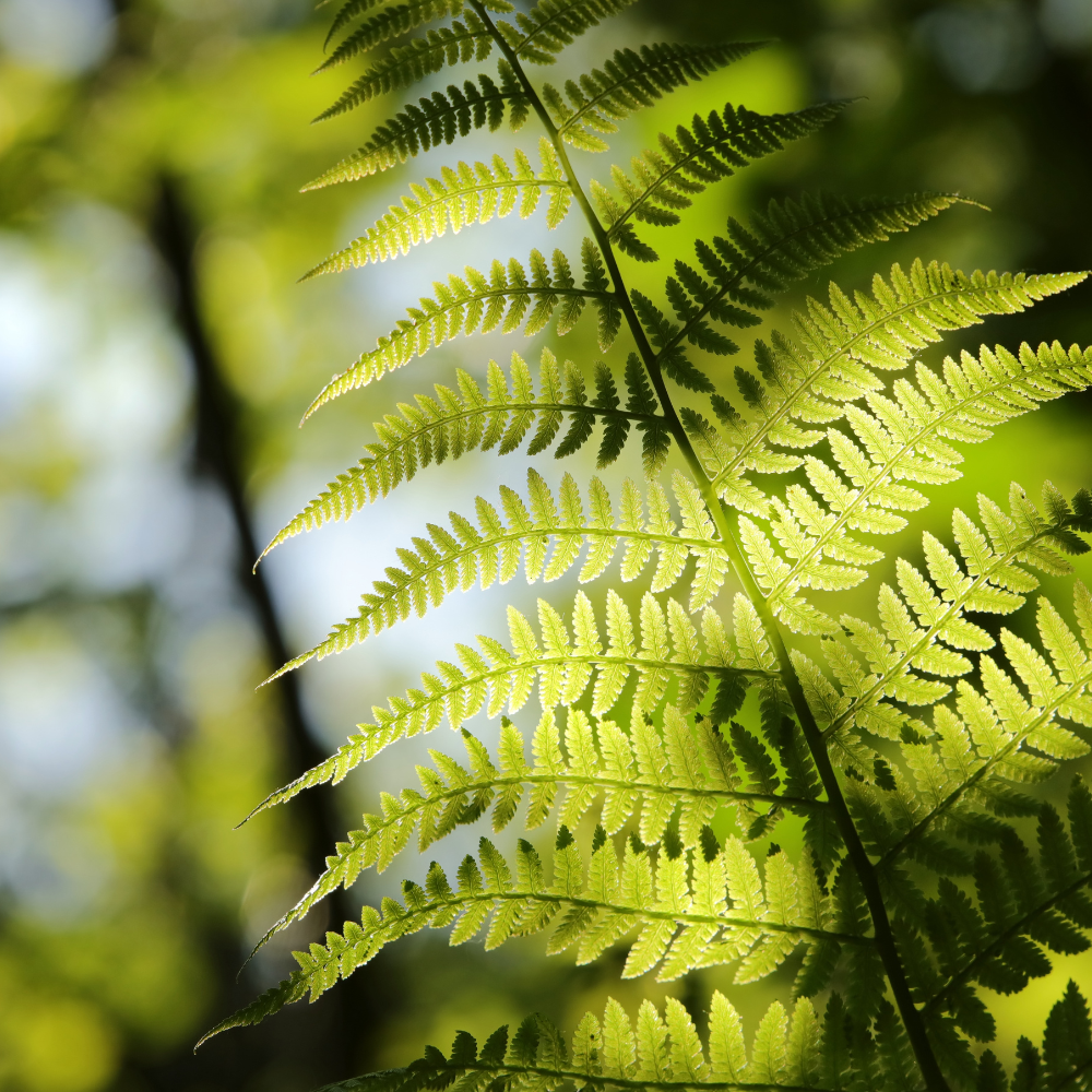 Fern Silver Lady2.png