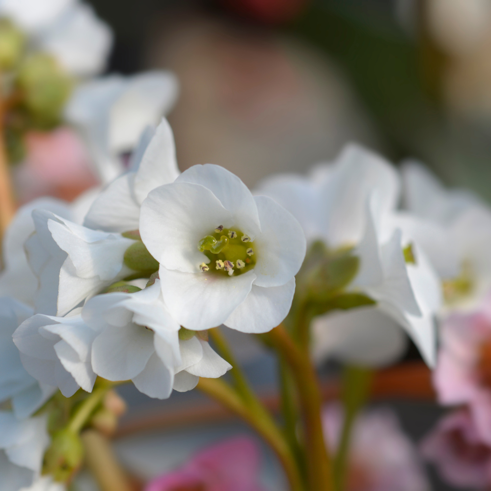 Bergenia Bressingham White2.png