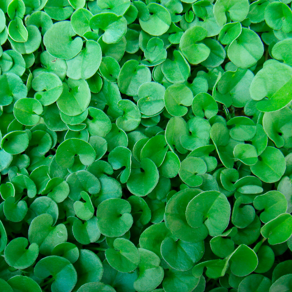 Dichondra Repens4.png