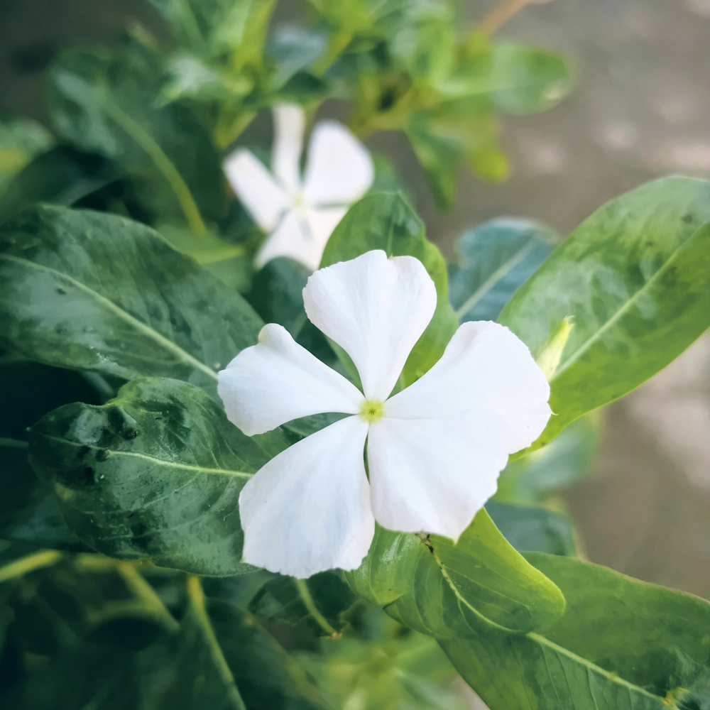 Vinca Minor Alba4.png