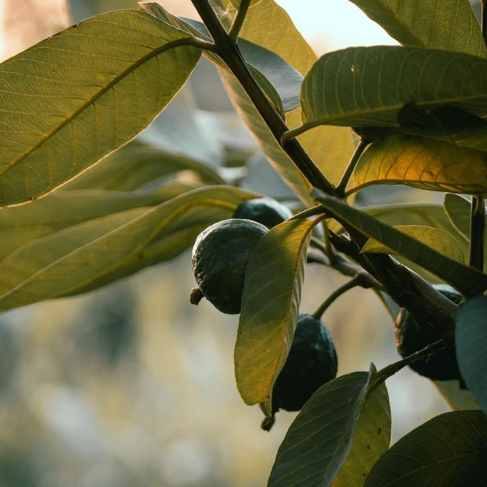Indian Guava Plant Diacos Garden Nursery4.jpg