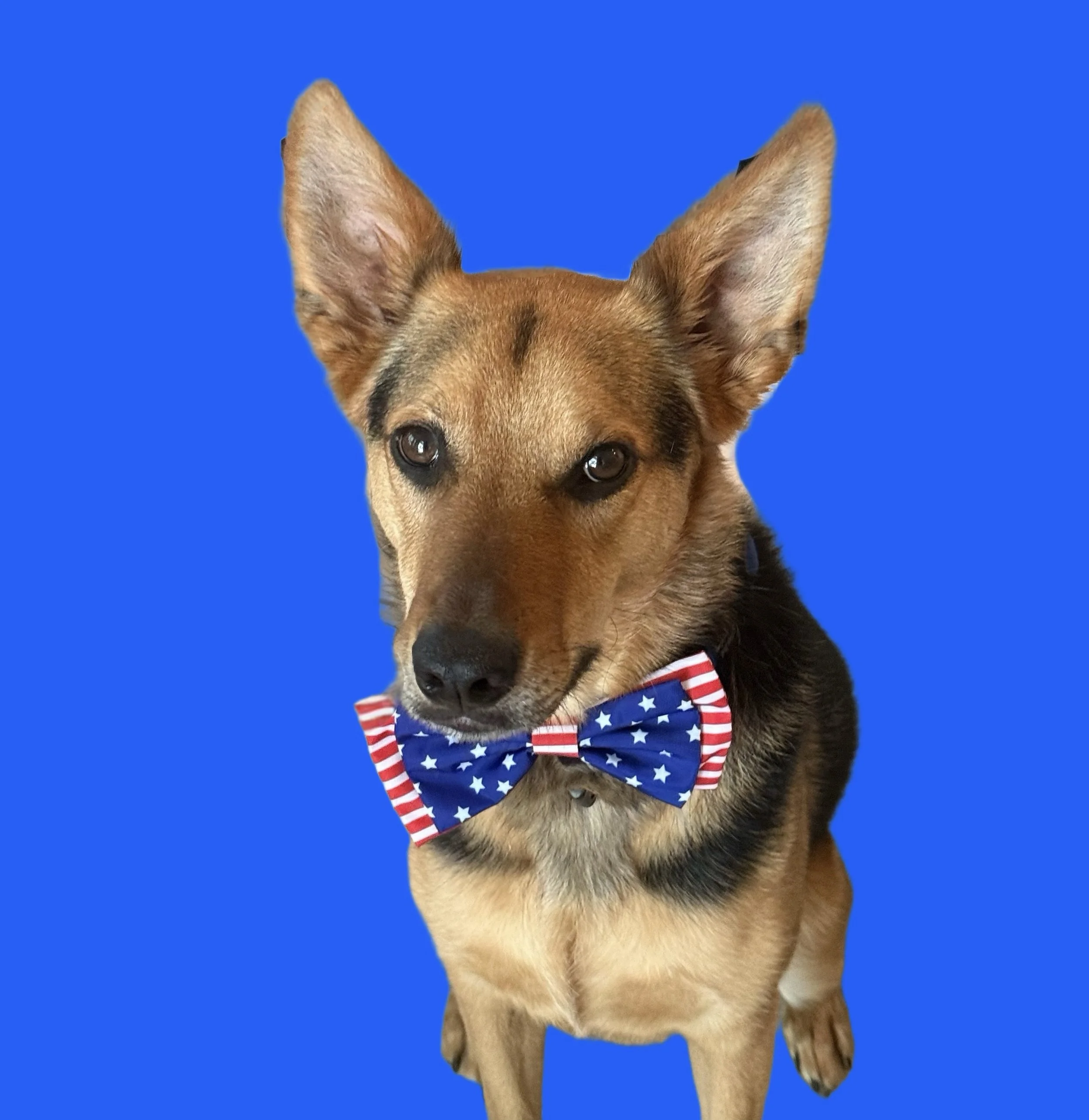 Rio in a bowtie