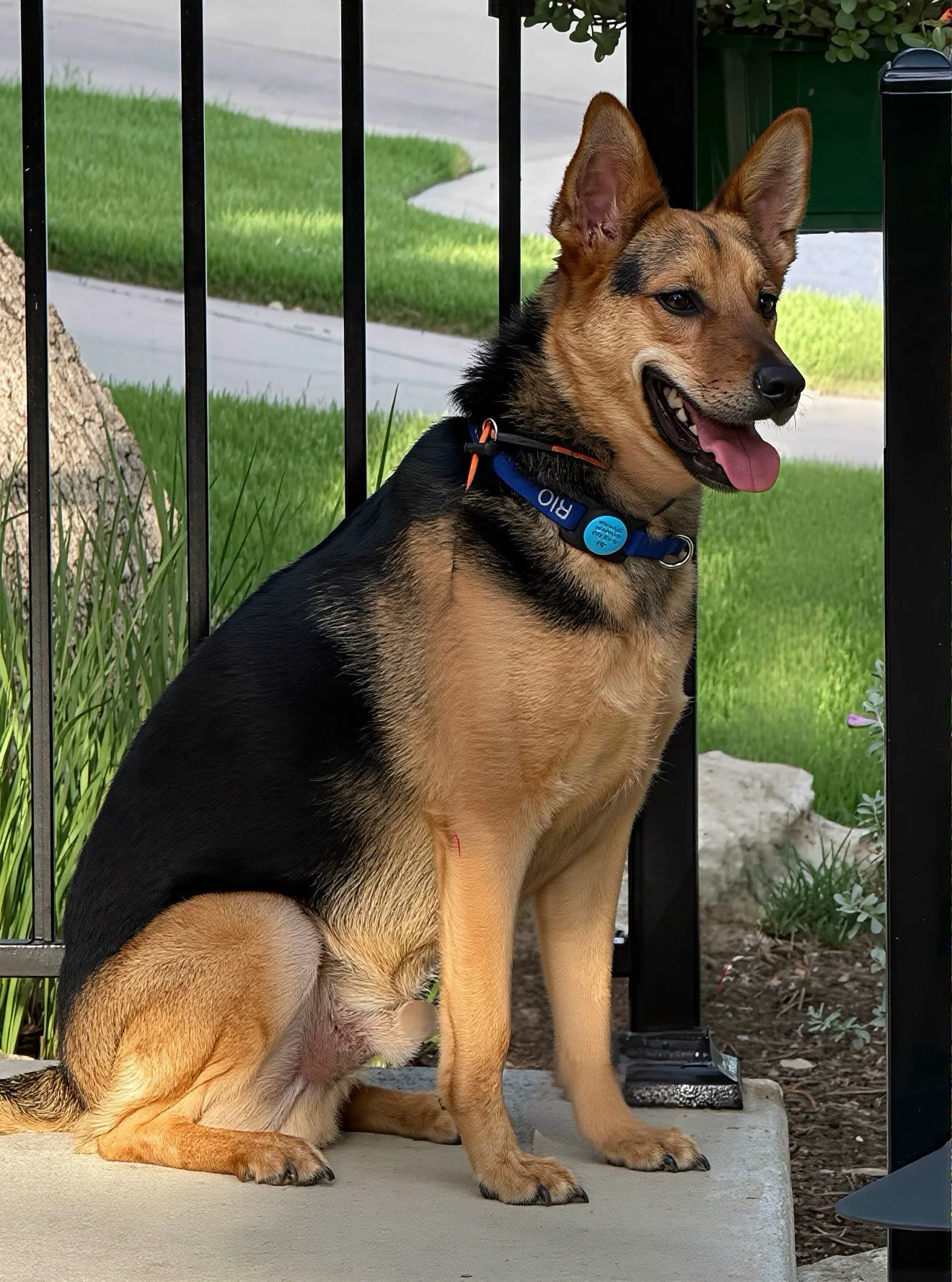 Meet Rio, a fiery pup with a story to tell. Author Gloria Reyes's new book coming soon