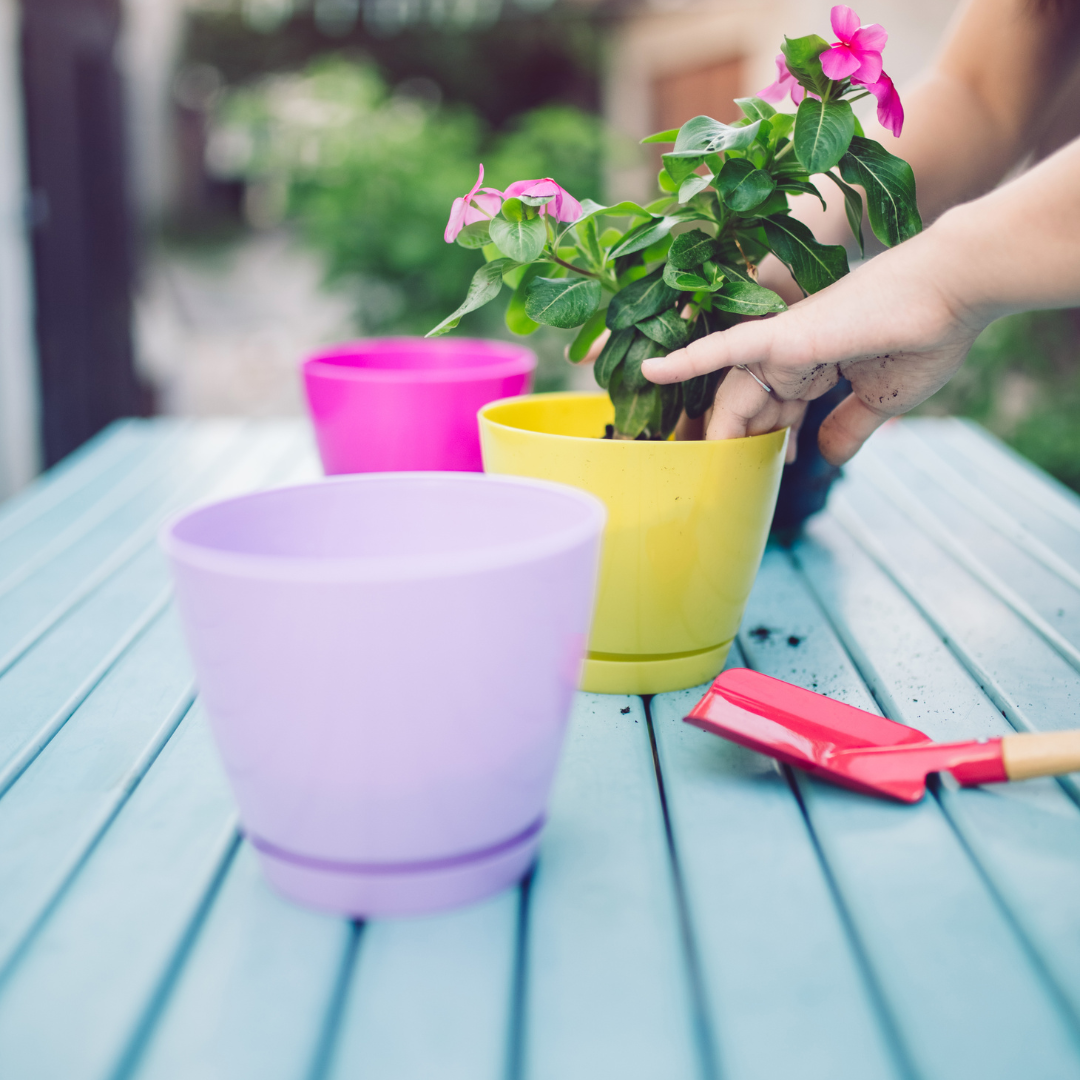 Person planting a pink flowering plant in a yellow pot with colorful empty pots and gardening tools on a blue table outdoors.
