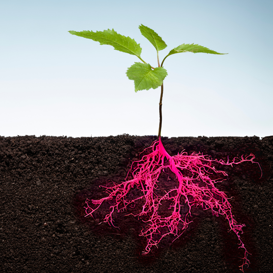 A young plant with green leaves growing in soil, with pink-highlighted roots underground.