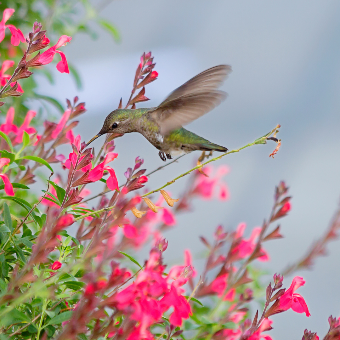 A hummingbird with green feathers and a long beak hovers near pink flowers on a plant.