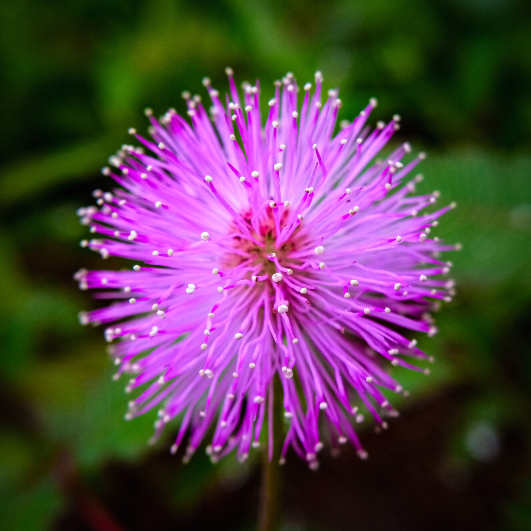 Close-up of a vibrant purple flower with thin, spiky petals and white tips, set against a blurred green background.