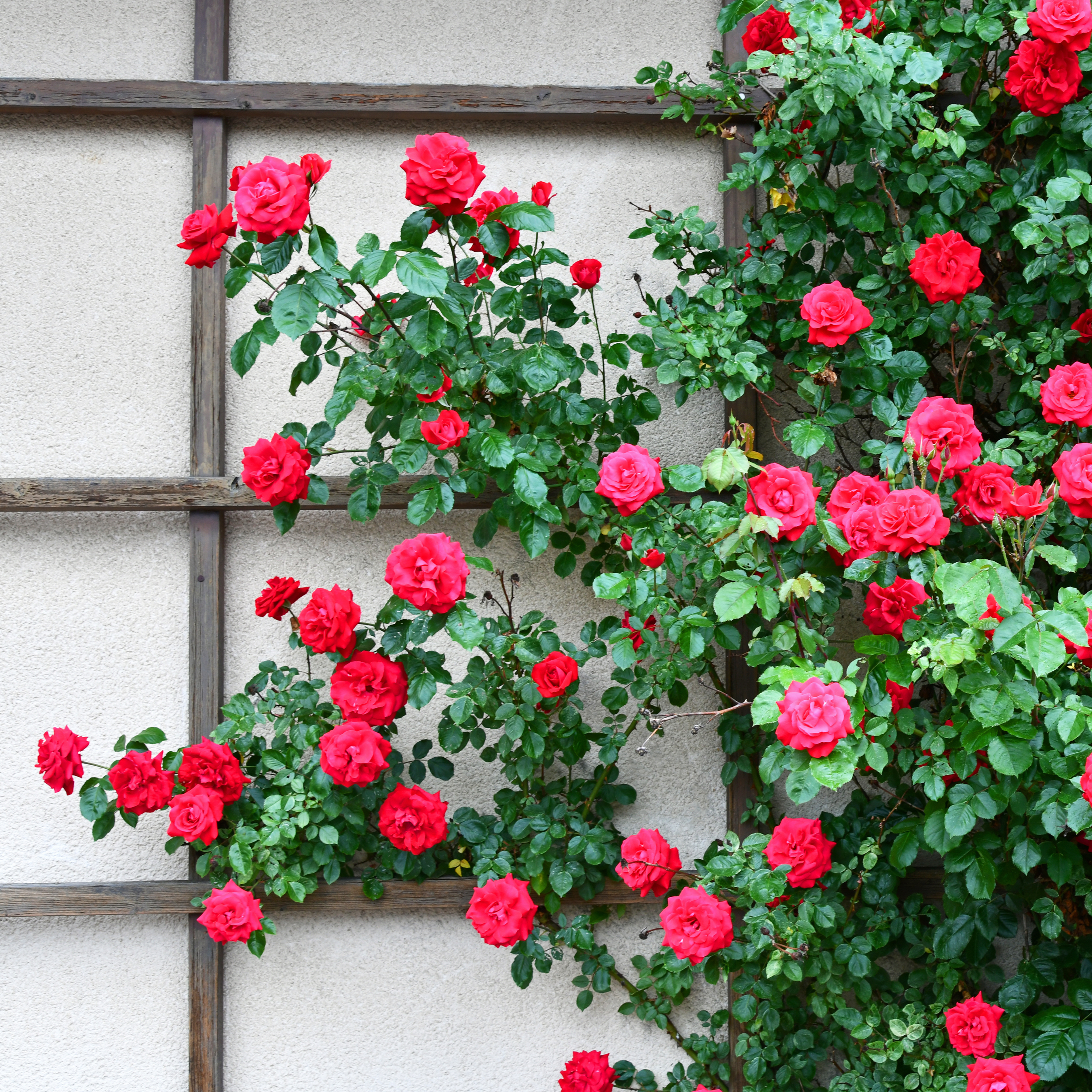 Pink and red roses growing alongside a wooden trellis on a beige wall.