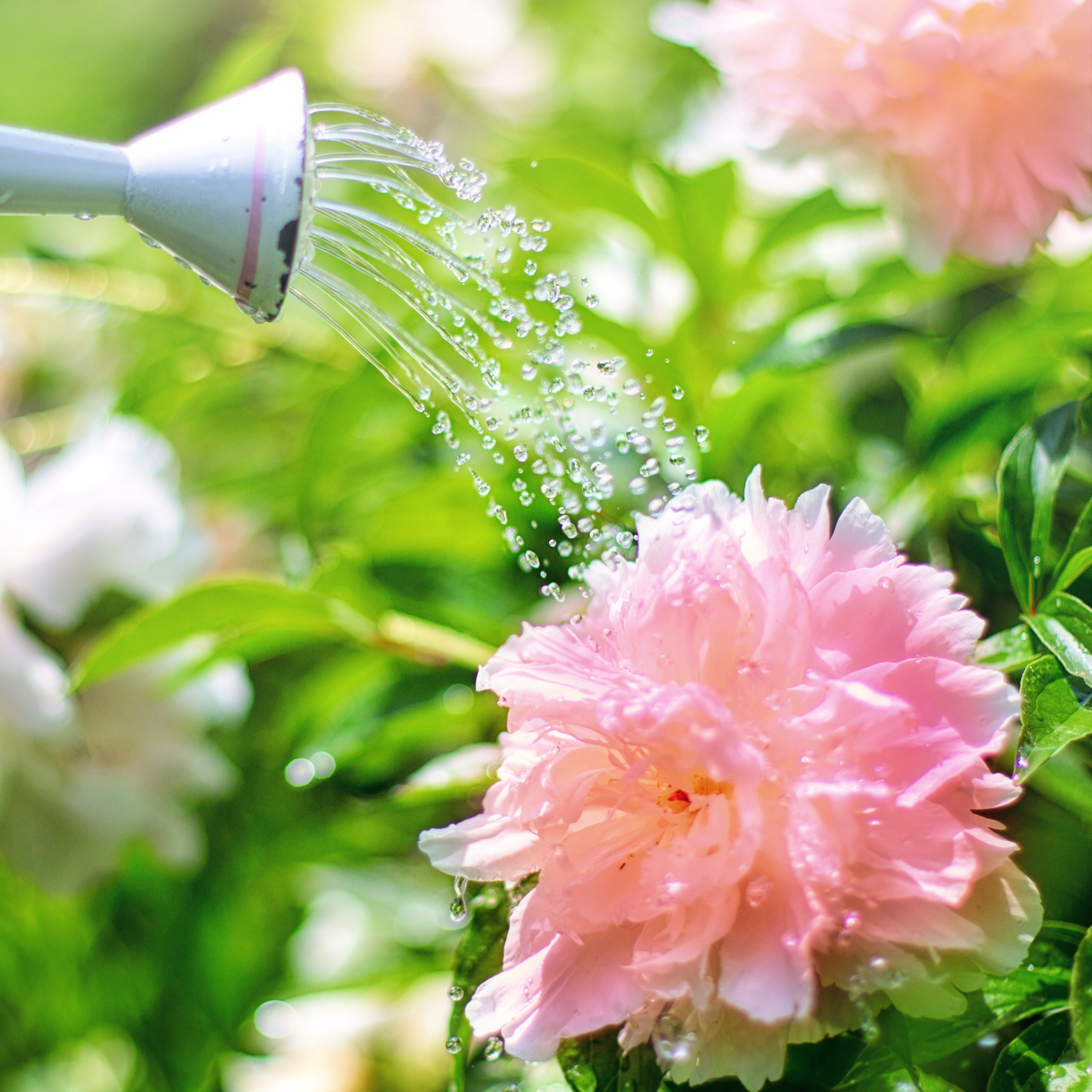 Watering a pink peony flower in a garden, with sunlight and green foliage in the background.