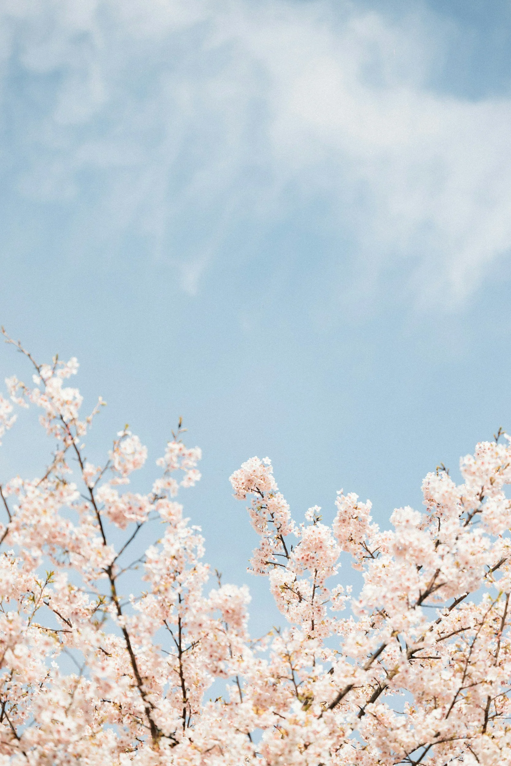 Cherry blossom tree branches in bloom against a clear blue sky with some clouds.