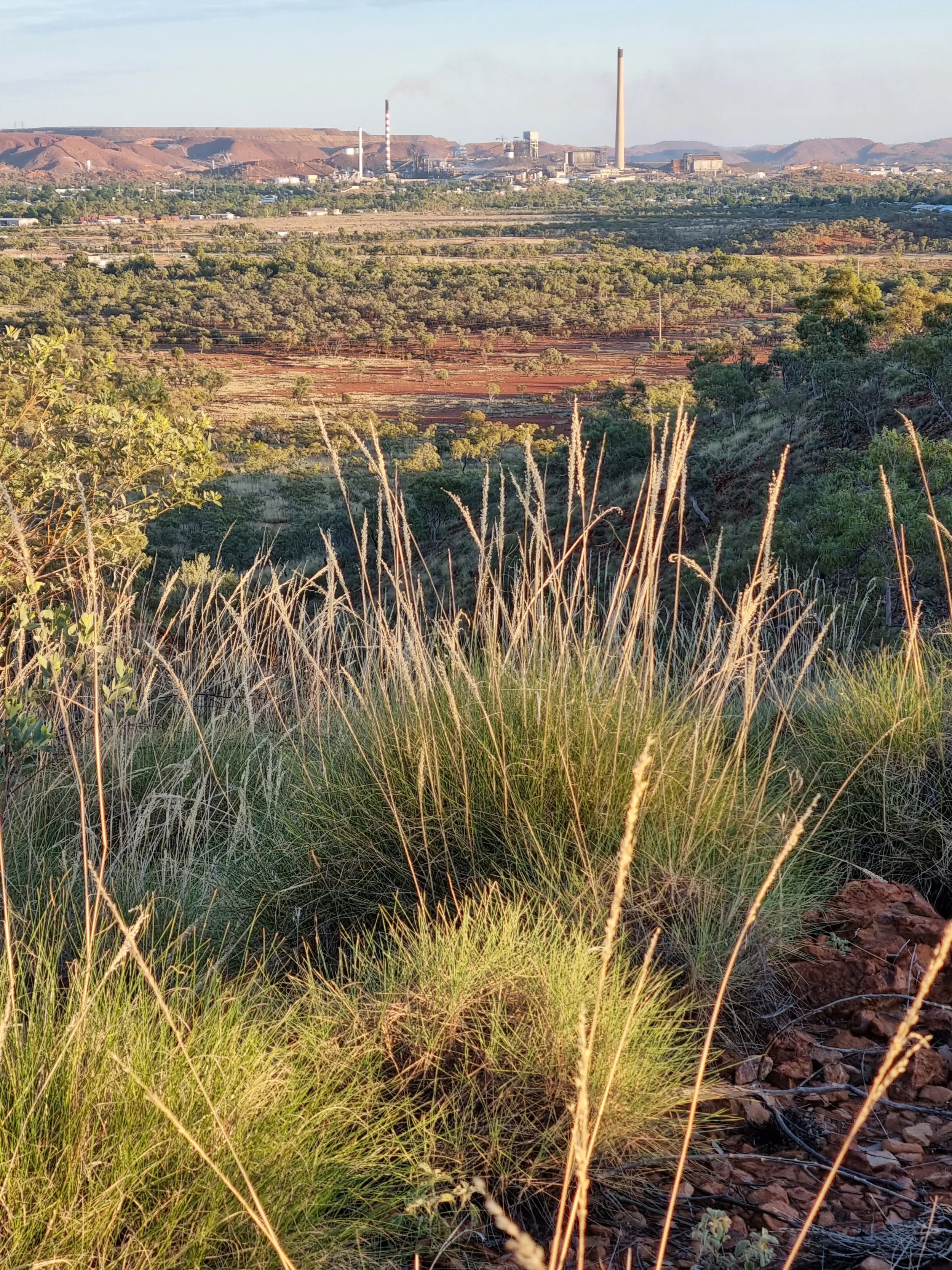 Spinifex