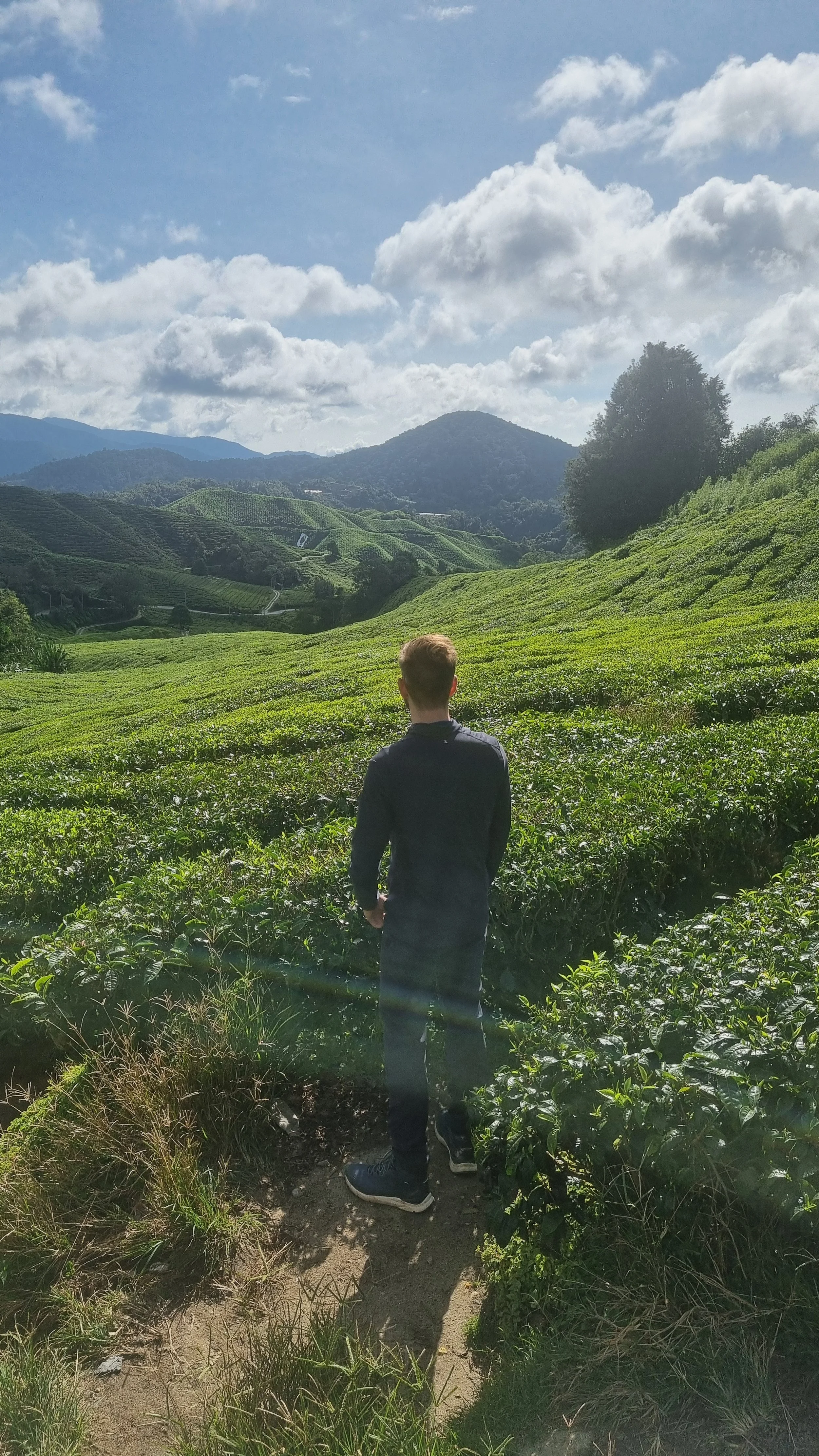 Theevelden Cameron Highlands Maleisië
