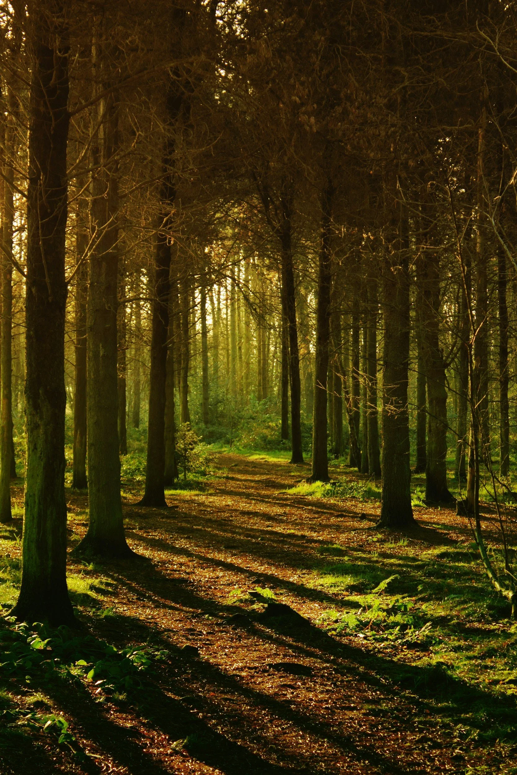 A sunlit forest path lined with tall trees, with sunlight filtering through the branches, casting shadows on the ground.