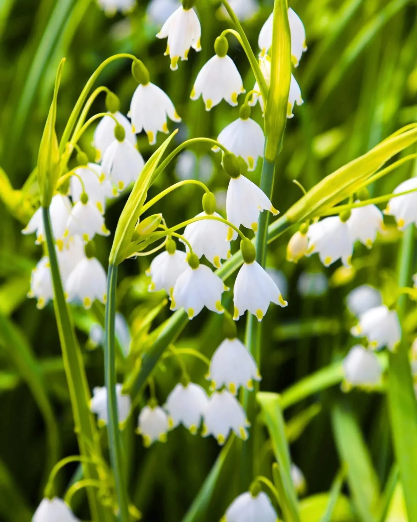 Le parfum s&rsquo;attarde, doux comme un souvenir.
Une trace de lumi&egrave;re, un &eacute;cho de printemps. 🌼

#lilyofthevalley #muguet #senteurpoetique #douceurchezsoi #ambianceapaisante