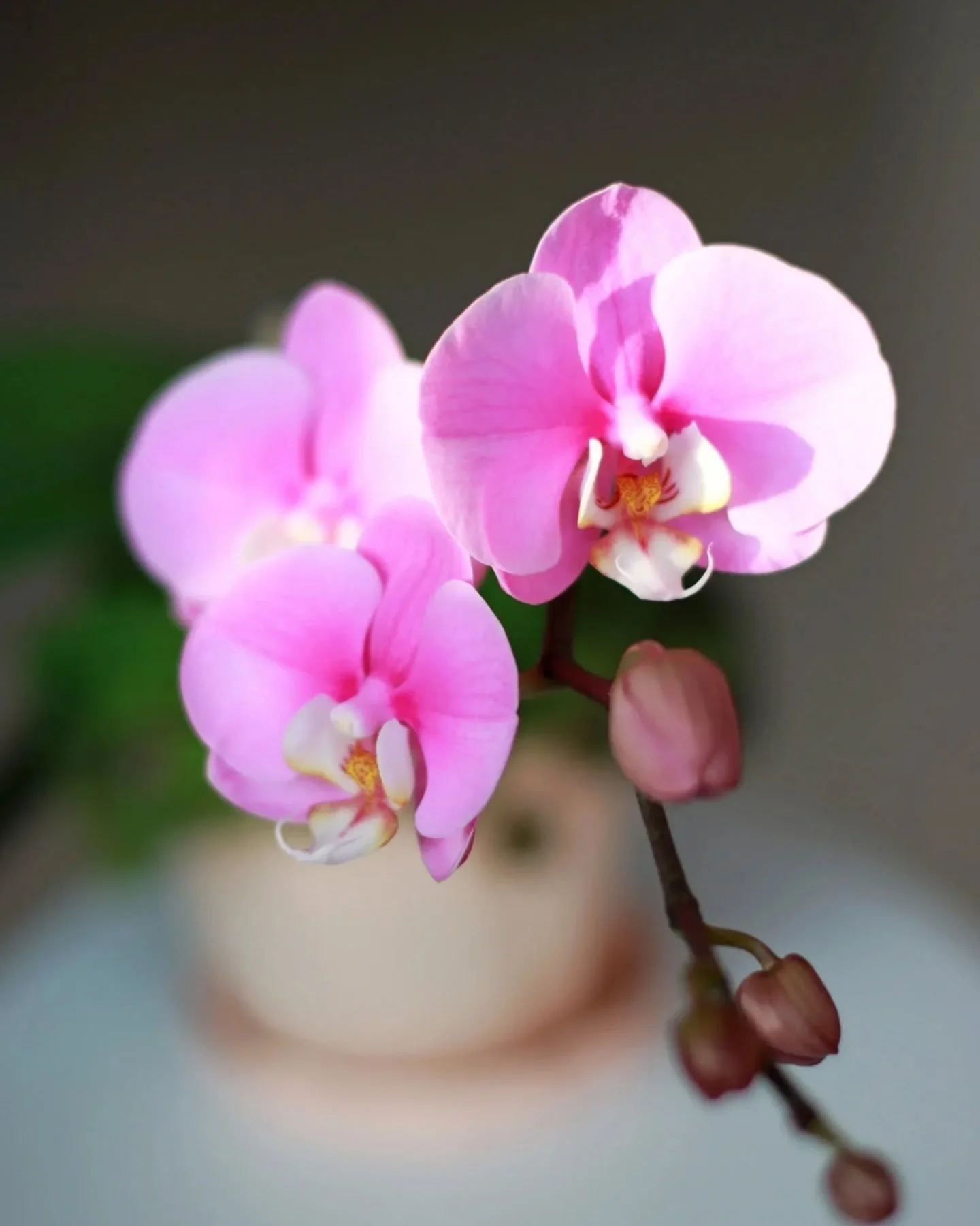 Un souffle floral traverse la pi&egrave;ce...
Une douceur libre, naturelle, presque sauvage. 🌸

Fermez les yeux.
Respirez.
Et laissez l&rsquo;air se charger de s&eacute;r&eacute;nit&eacute;. ✨

#bienetre #parfumdinterieur #douceur #universolfactif #