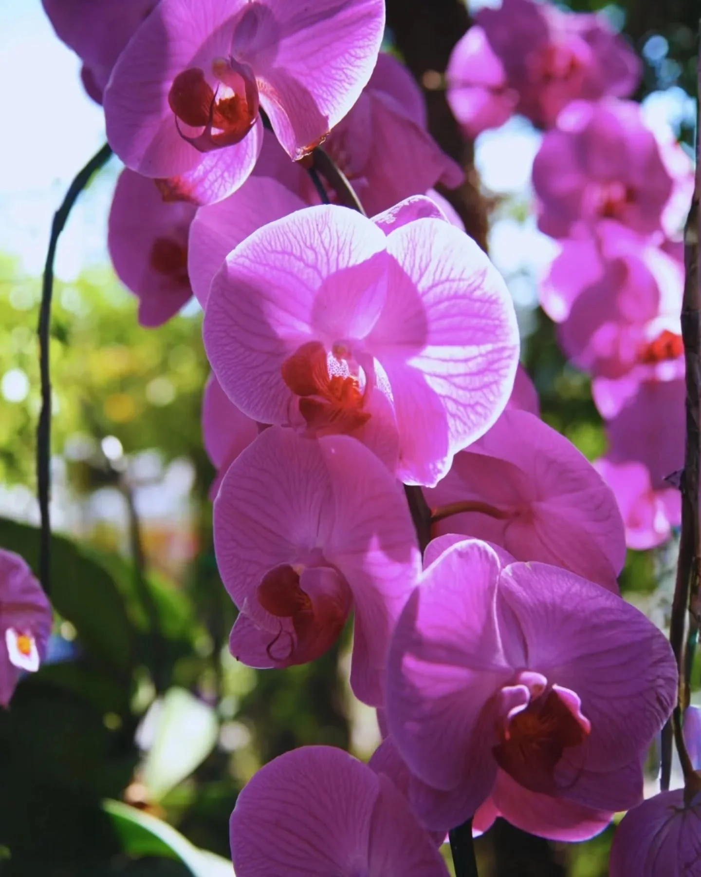 Une trace l&eacute;g&egrave;re, un souvenir apaisant.
L&rsquo;empreinte d&rsquo;une&nbsp;Orchid&eacute;e Sauvage. ✨

#parfumdambiance #souvenirolfactif #momentpoetique #orchideesauvage #universsensoriel #emotionsdeco #madeinfrance