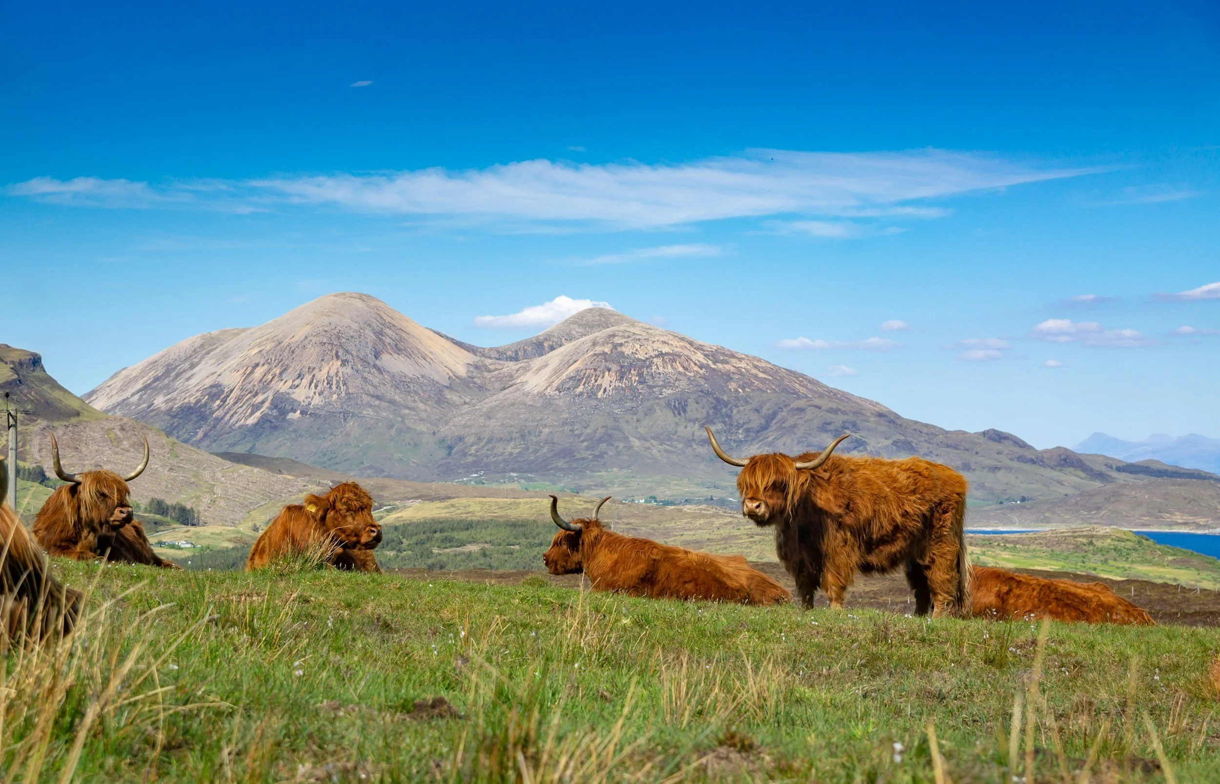 Group of Highland cattle resting on grassy field with mountains and blue sky in the background.