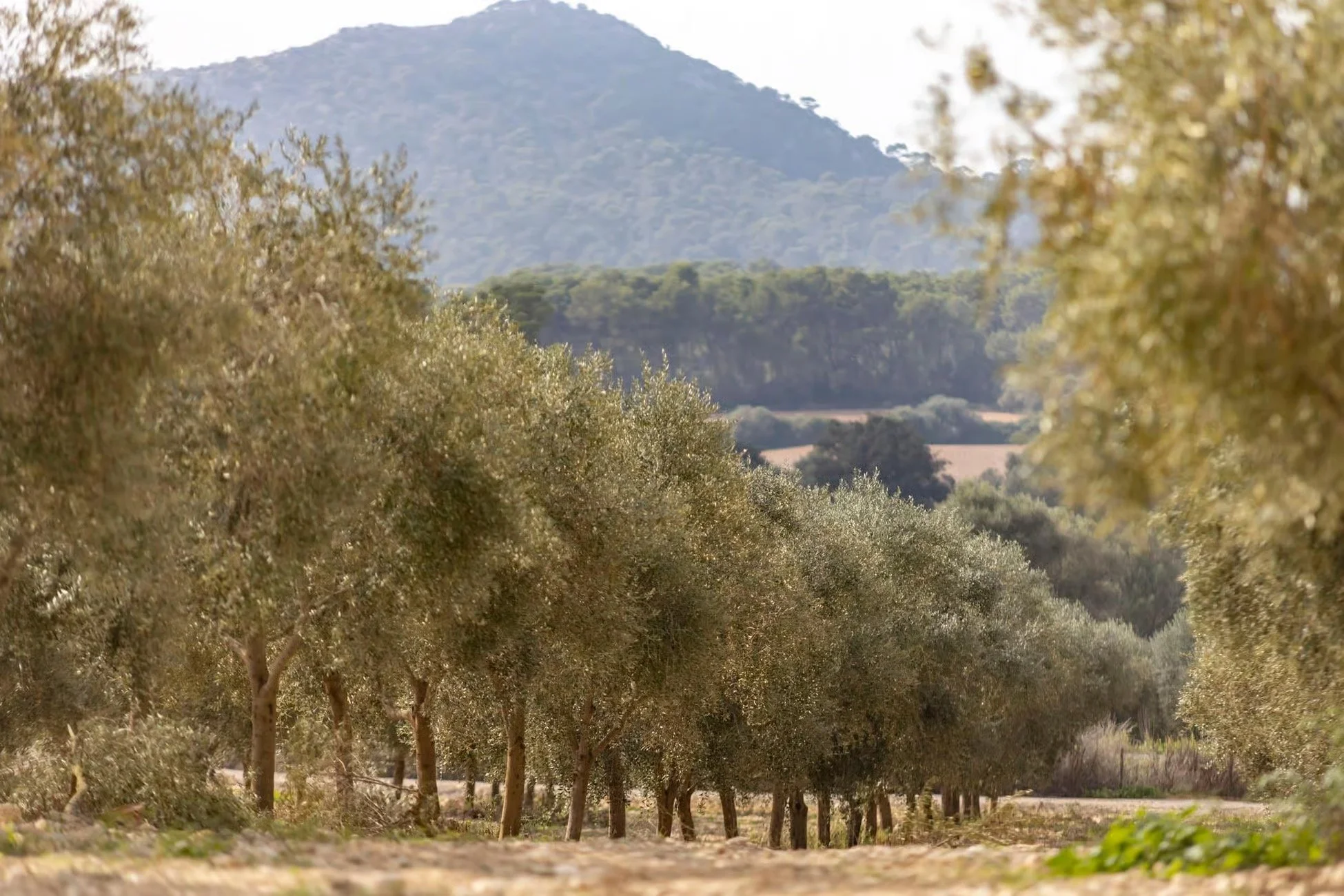 An orchard with rows of trees and mountains in the background.