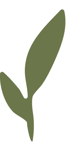 A simple illustration of a green plant leaf.