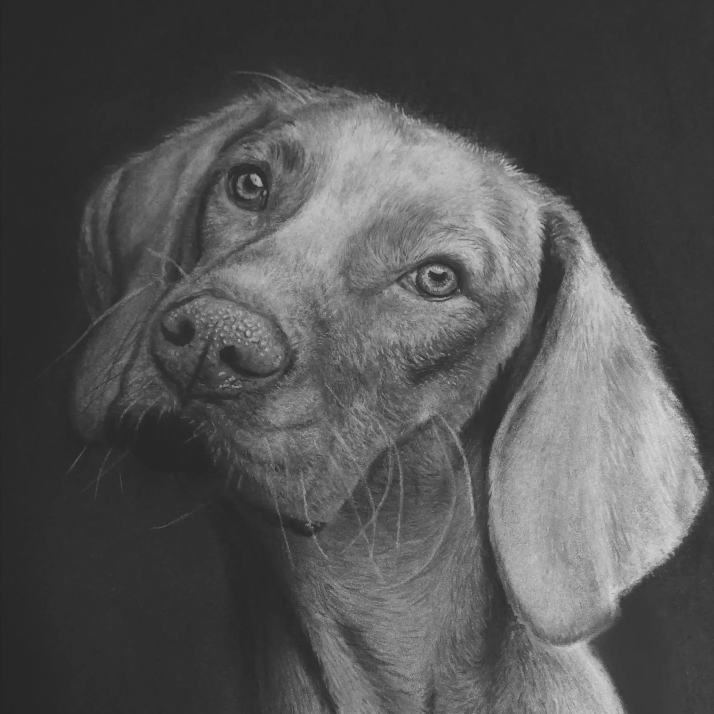 Pet Portraits