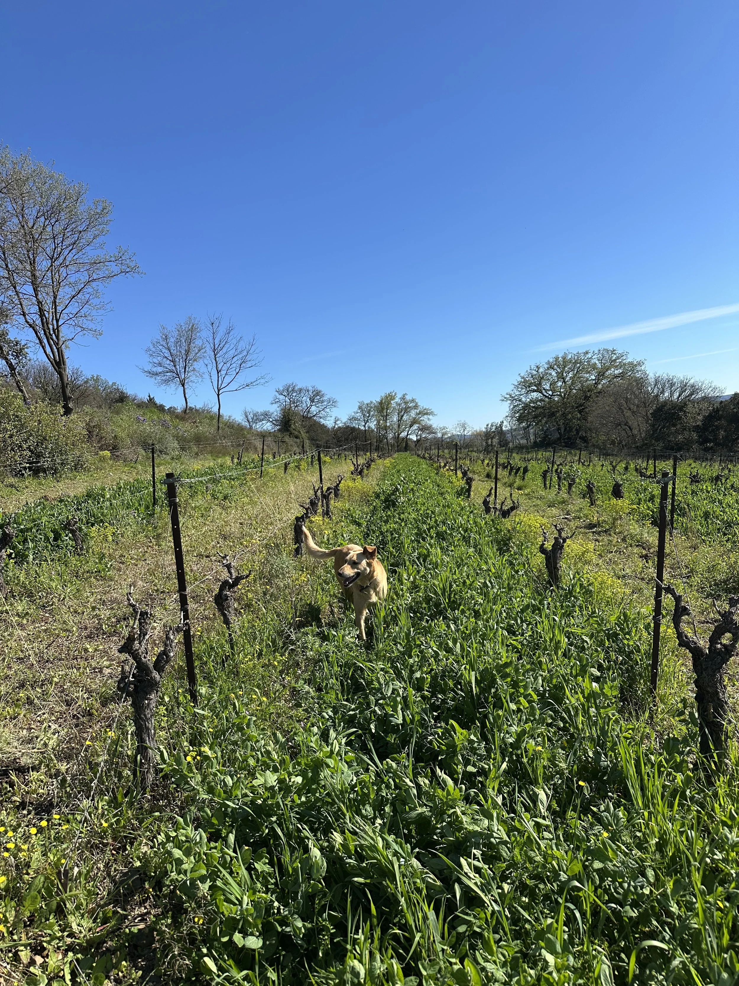 Champ vineyard sous un ciel bleu clair avec un chien au centre, entouré de vignes taillées.