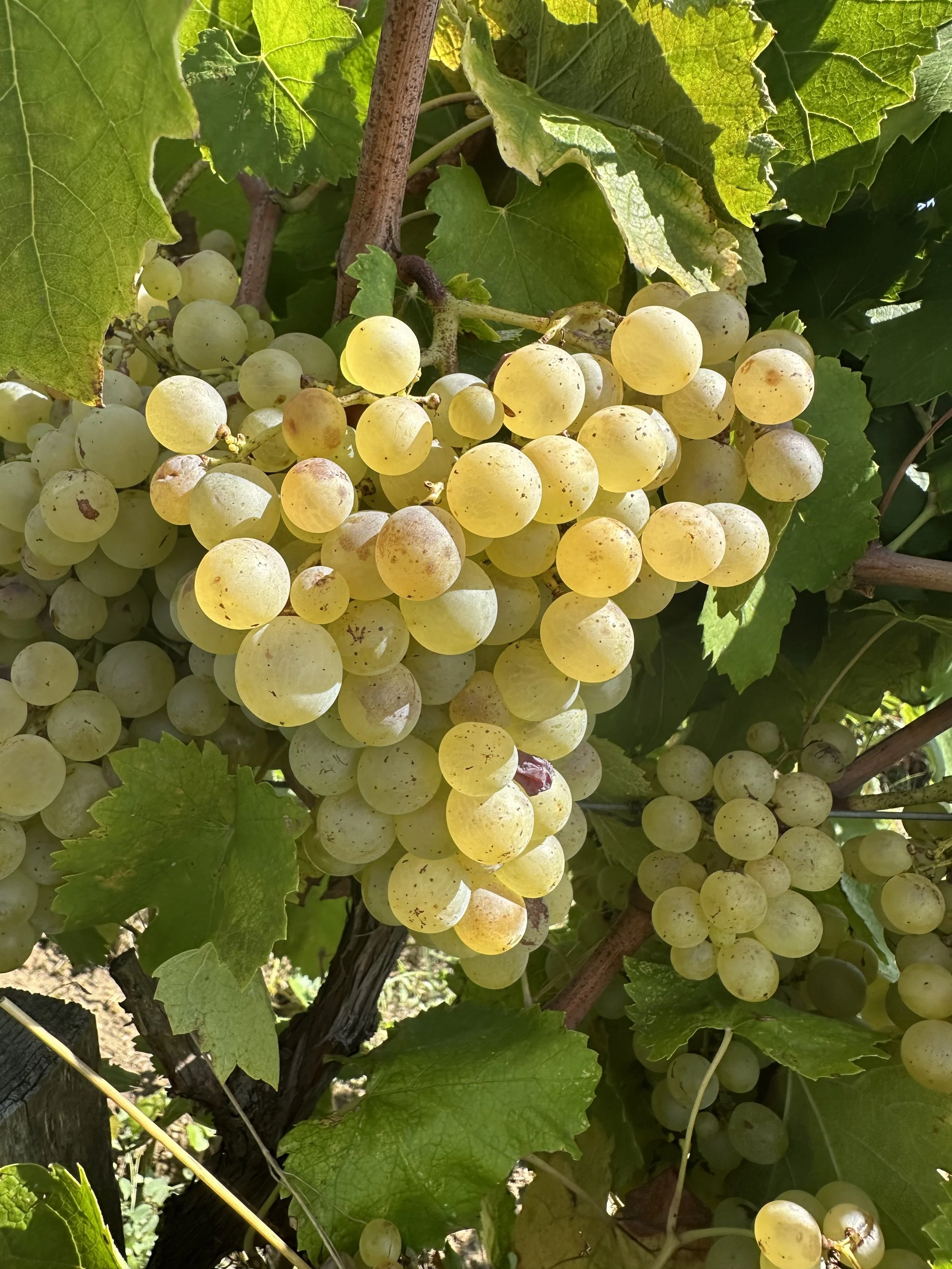 Raisin blanc mûr en grappes sur une vigne avec des feuilles vertes.