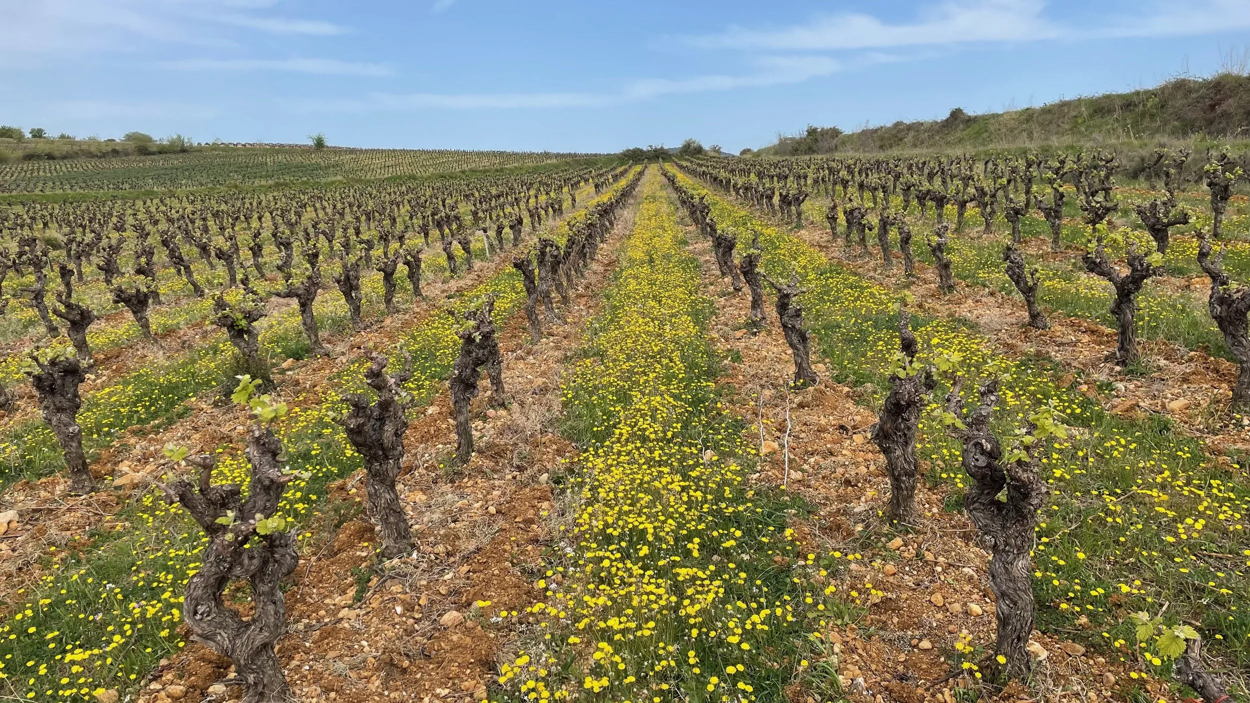 Vignoble avec rangées de vignes taillées, fleurs jaunes entre les rangs, ciel bleu avec quelques nuages.