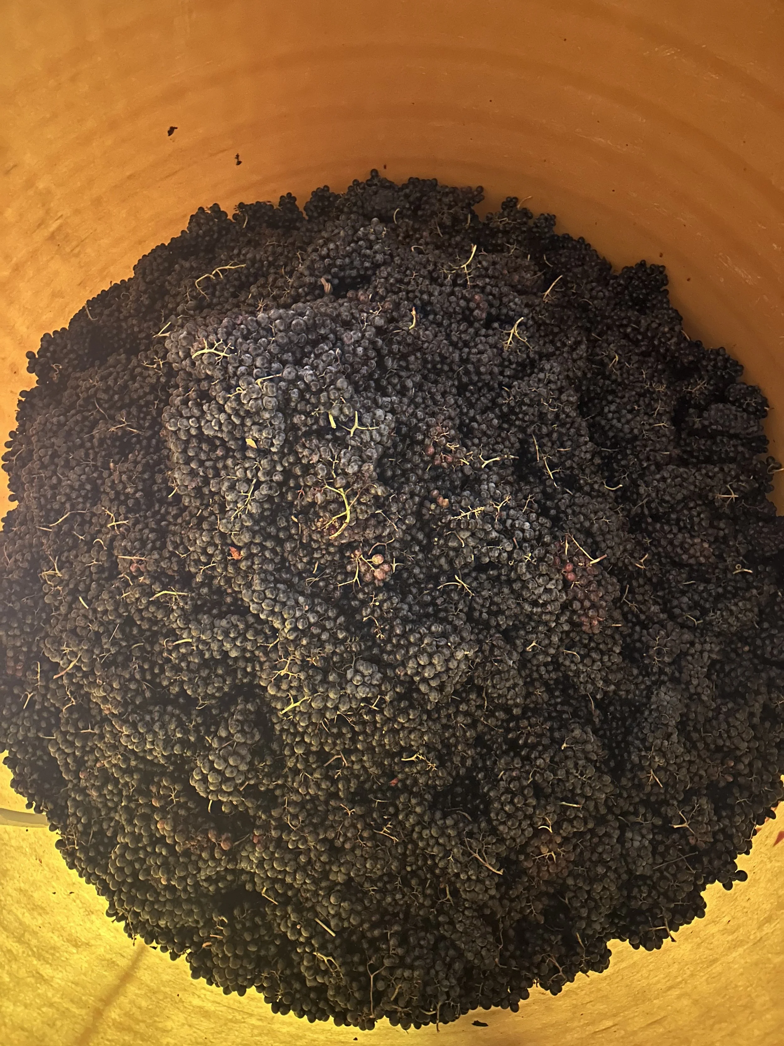 Raisin noir dans un seau en plastique